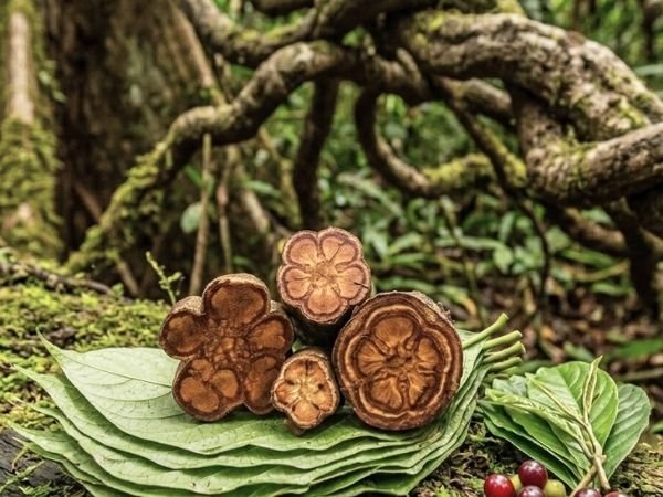 Ayahuasca plant