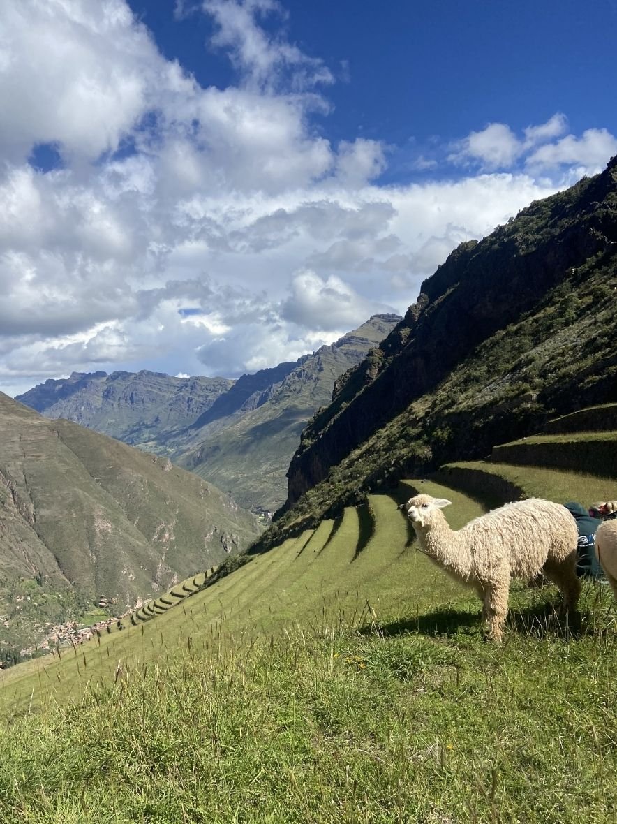 Alpaca at Pisac Archaeological site